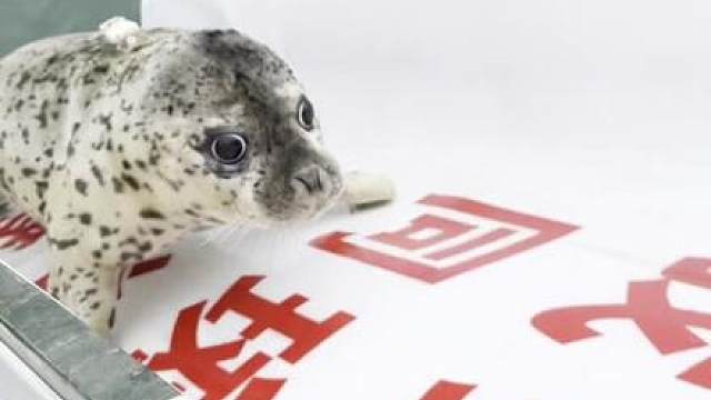 姥爷还没来得及再摸摸你