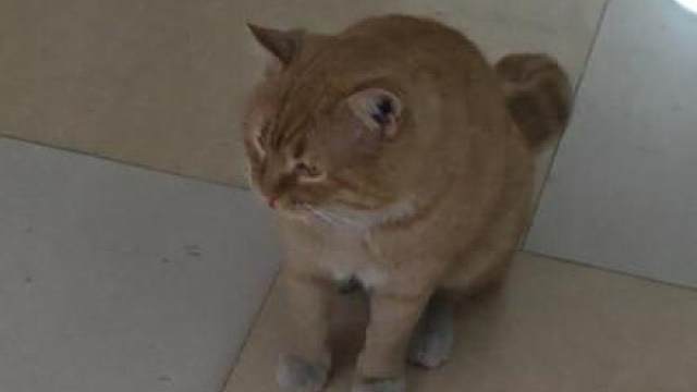 小猫每天不辞辛苦的跑到我家26楼蹭饭，被发现了就叽里咕噜一直喵喵叫，太可爱了啊啊啊
