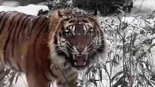 四大神兽，老虎纯本体就挤上去了 四大凶兽，老虎插对翅膀就杀上去