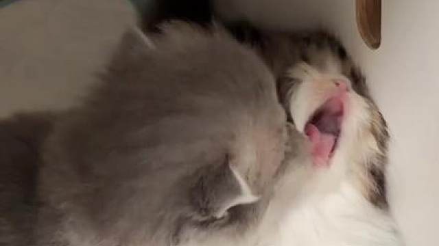 为咪发声！