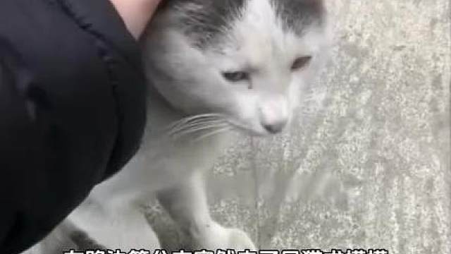 它是不是认错人了