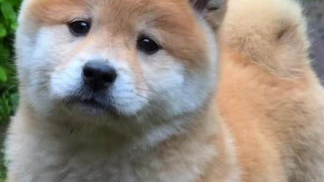 为什么中华田园犬的脸上总是淡淡的忧伤，而不像其他小狗，每天都是开心的模样？