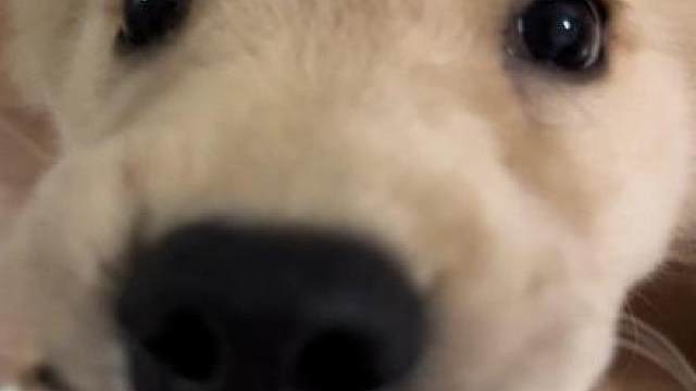 其实我呀已经换了牙齿
