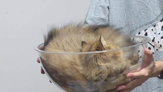 来炒个猫