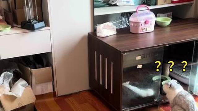 不得不说雪貂演技还是很可以的