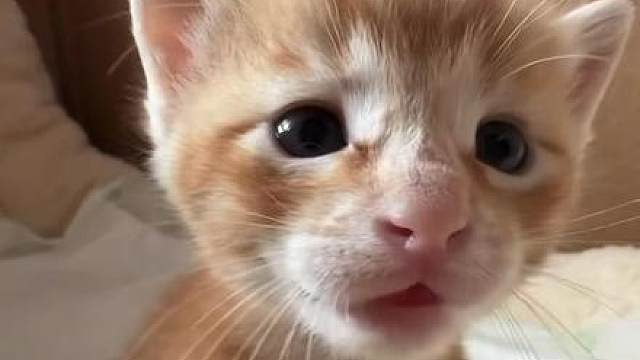 来自一只小橘猫的发呆