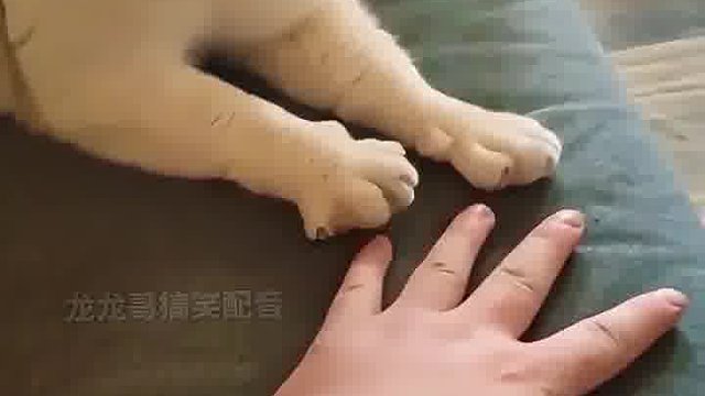 猫咪竟然能主人学手势，这也太可爱了