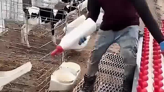 用牛奶喂牛，涨见识了