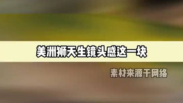 美洲狮回去搜了一晚上那些不经意闯入镜头的神场面
