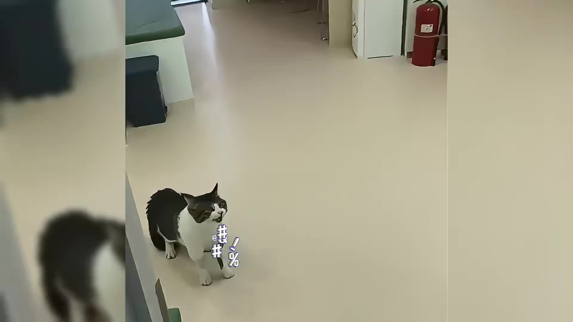 现在的猫都要成精了！