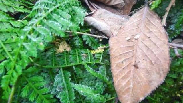 石屋庇护所 煮山姜驱寒，砌石墙保暖，石洞烤山药，餐后水果黄蜡瓜
