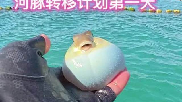 把所有的河豚转移走这片海就好起来了