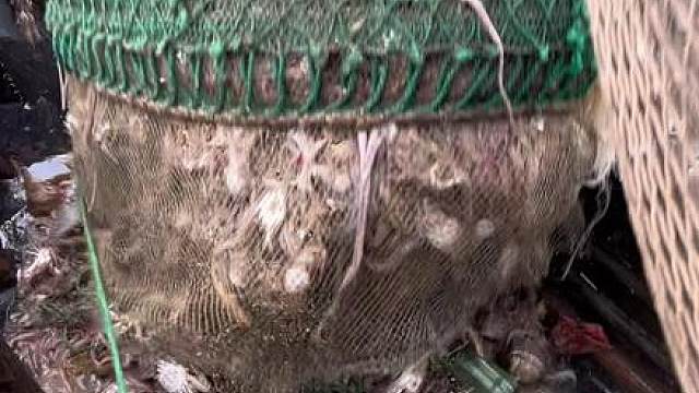 大过年的出个海真不容易，状况连连！赶紧回家过年了。