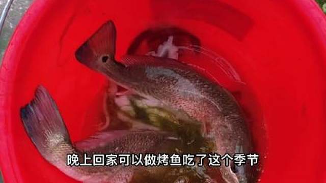 浒苔布满整片海域，没想到下面藏匿了很多生猛海鲜！