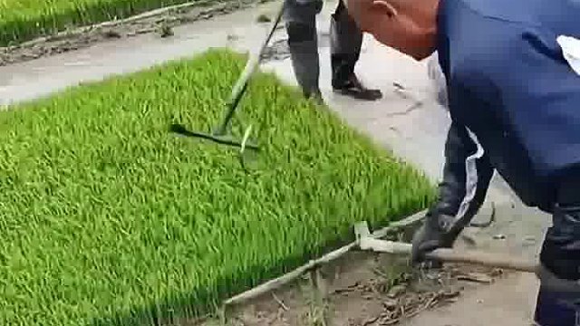 草坪原来是这样剥的，让我开了眼