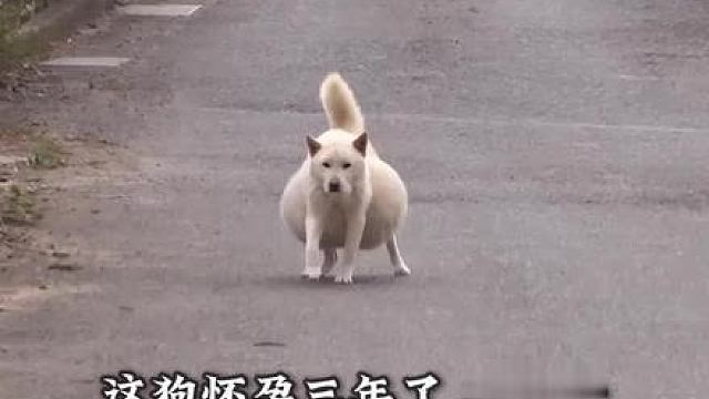 我是公狗怀什么孕