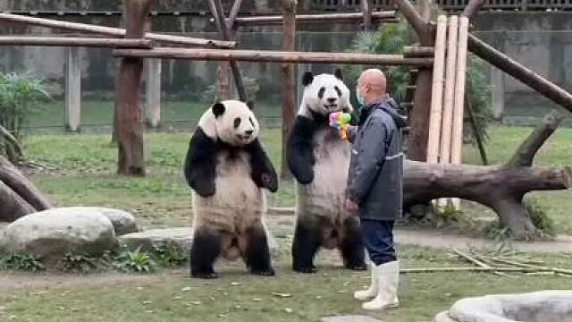 大熊猫现场