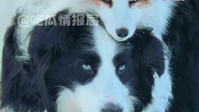 不是说智者不入爱河吗（bushi