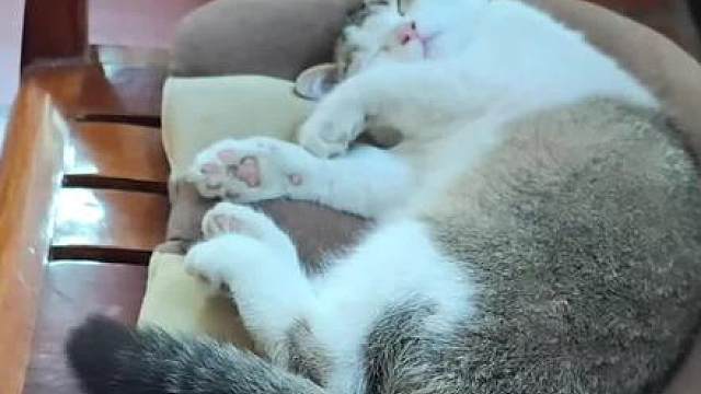 养猫人照片猫