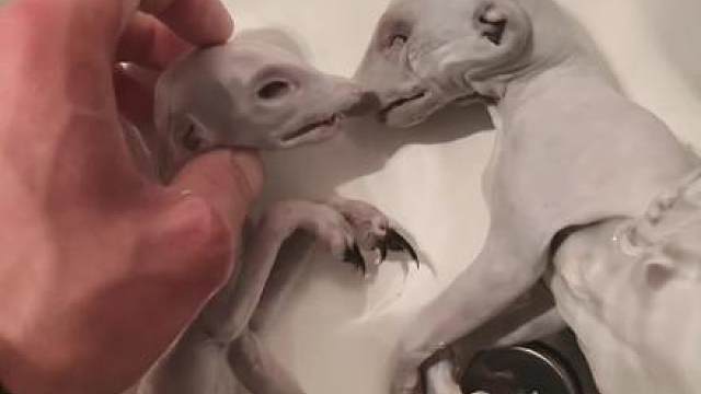 邪性的生物