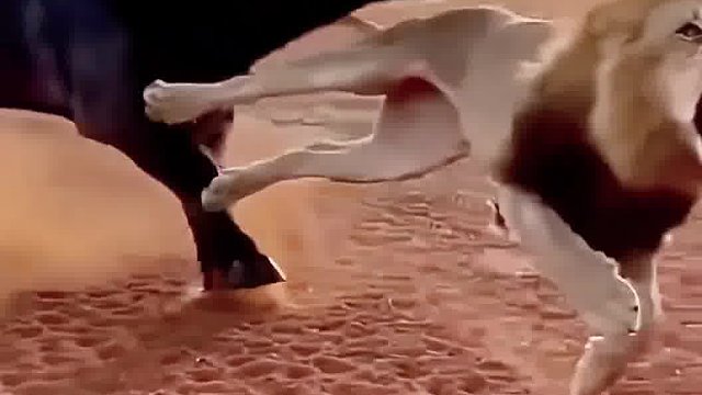 野牛主动大战狮子