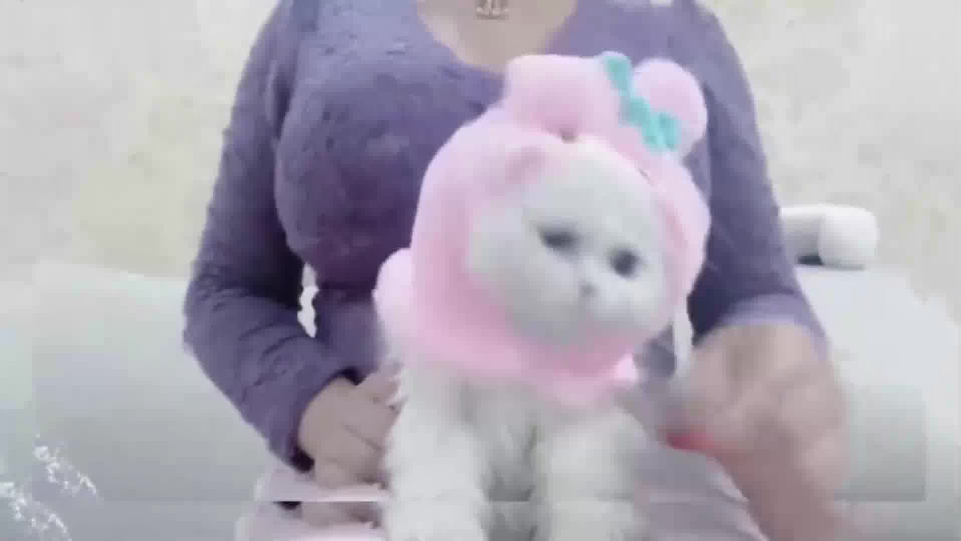 紫色真的很有韵味