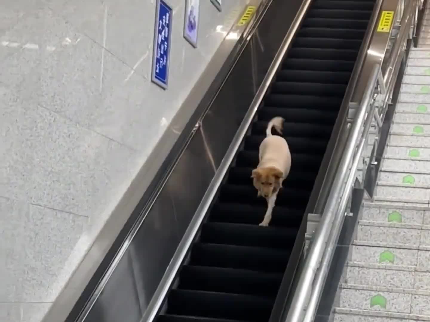 这也许就是养狗的乐趣吧~