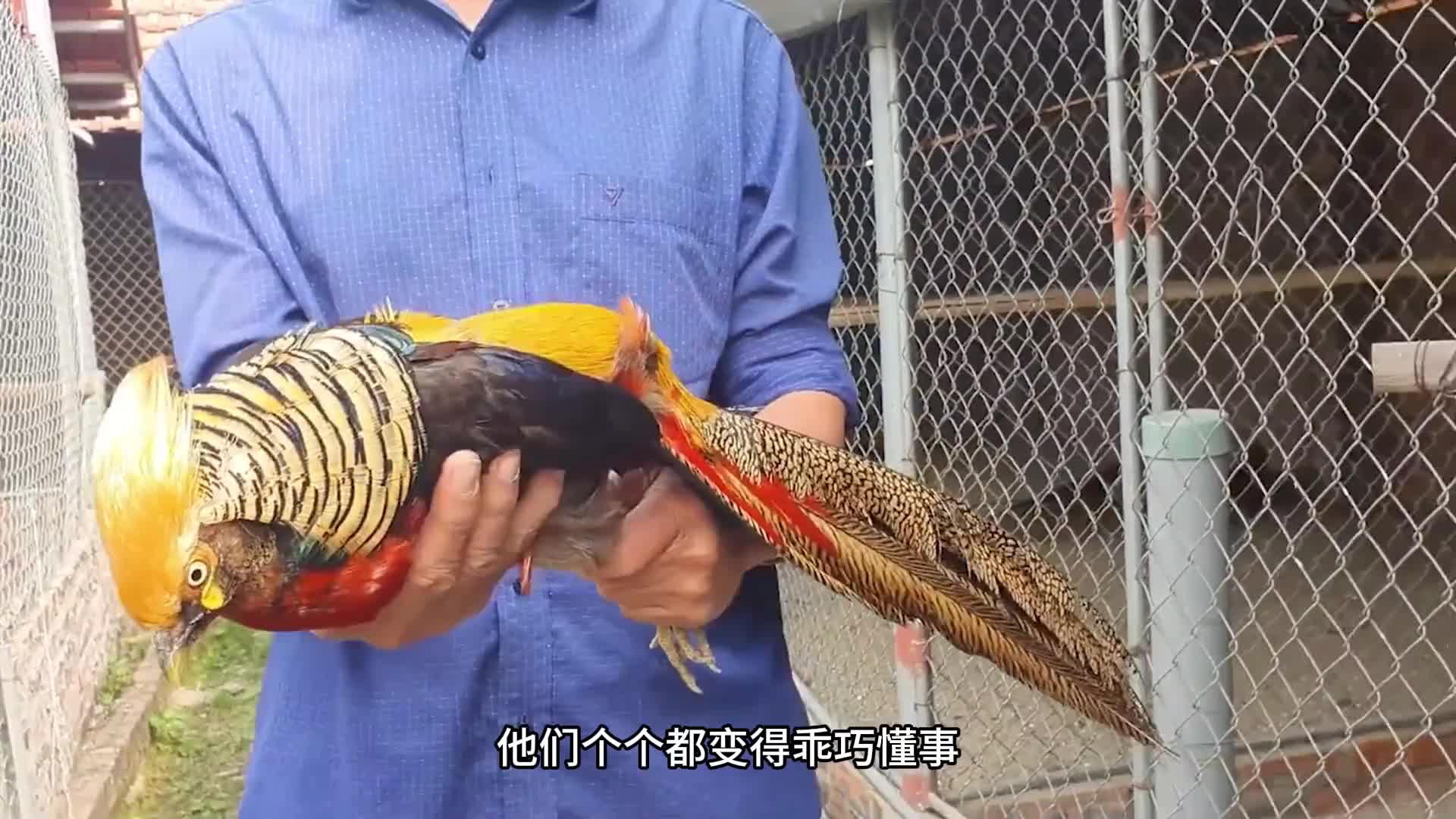 专家都养不活的红腹锦鸡 被放羊大爷养到泛滥，差点痛失保护动物地位的“凤凰”