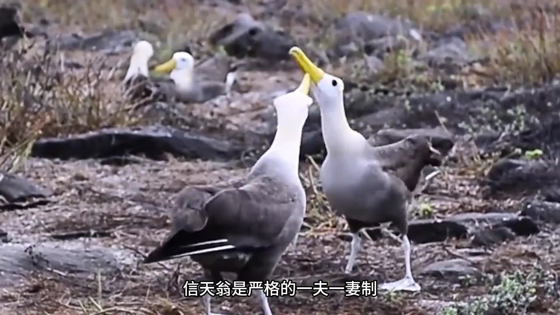为什么信天翁能连续飞行五年不落地 和其他鸟类飞行不一样，信天翁是御风飞行，滑翔时肌肉完全不需要发力，也就是说，飞行对于信天翁来说根本不是运动，就是换了个姿势发呆而已