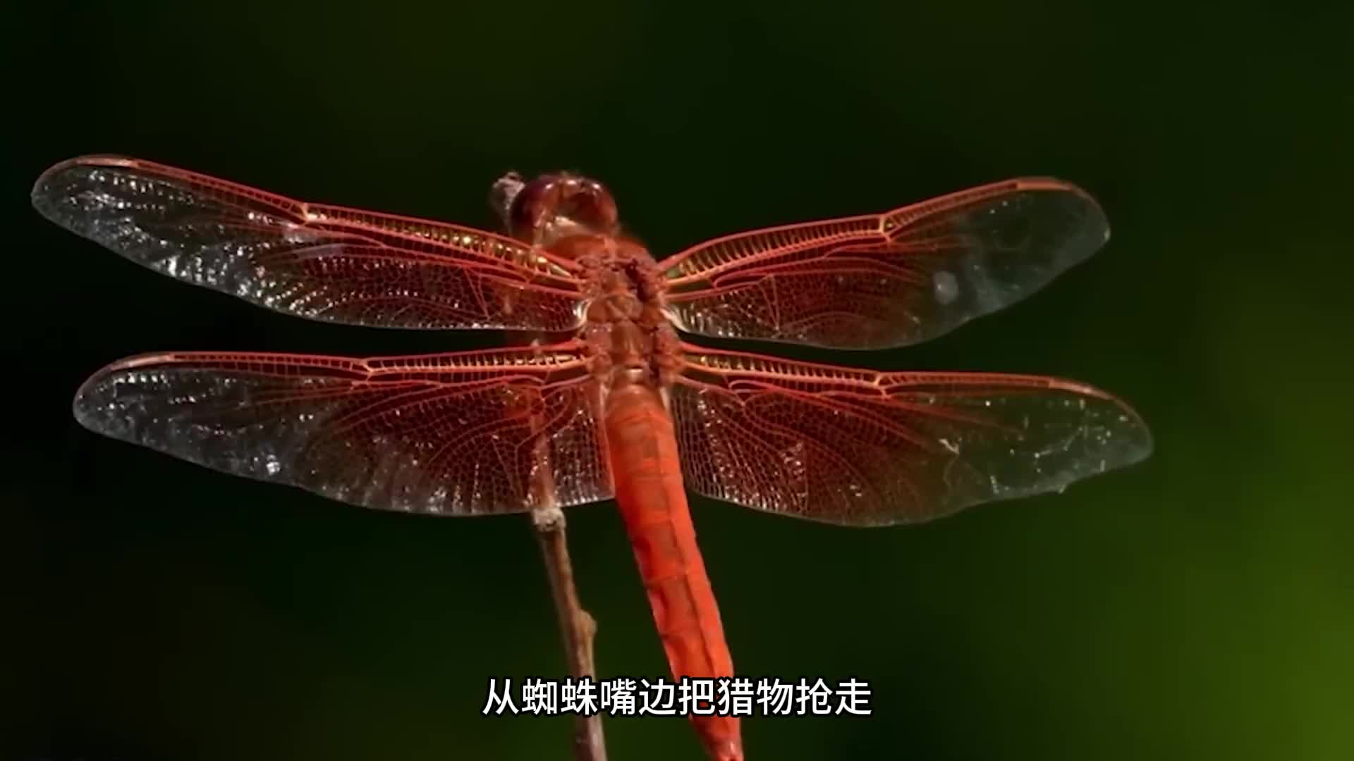 为什么说蜻蜓是一种强得可怕的黑科技生物 科学家研究它几十年，最后头皮发麻的表示，这东西压根就不像是地球该有的动物。