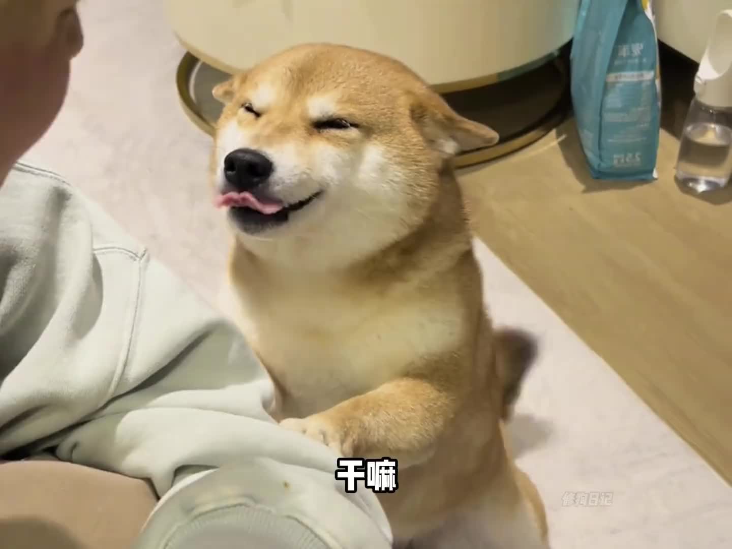 伸手不打笑脸狗，那些鬼迷日眼的八嘎犬