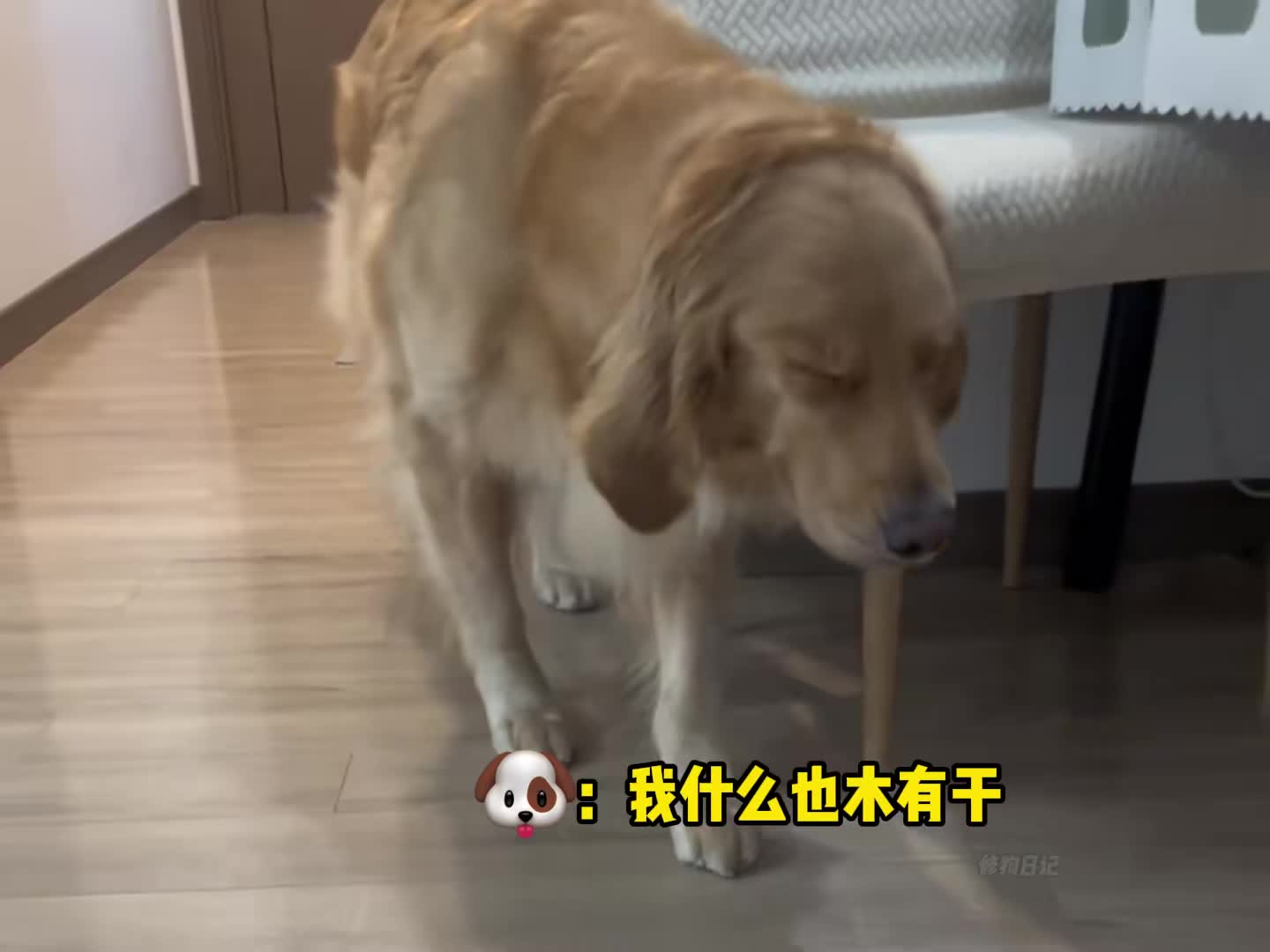 有些狗子真的是贱嗖嗖的~