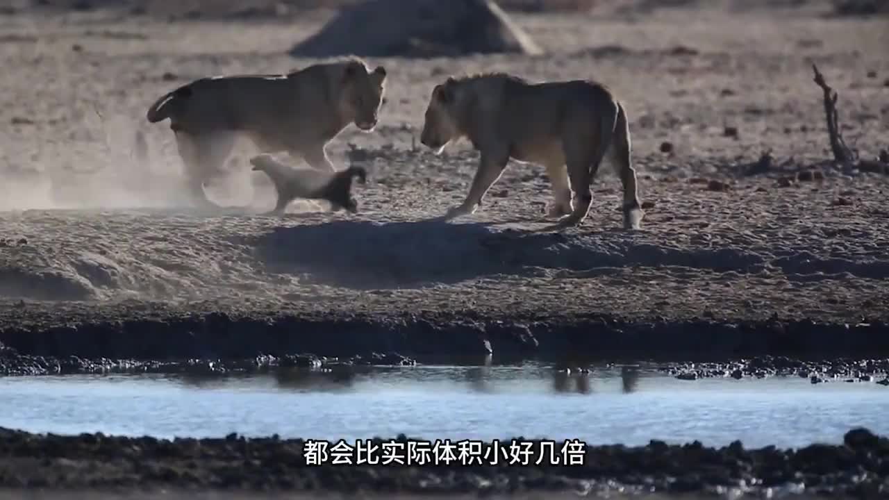 平头哥蜜獾 最无所畏惧的动物