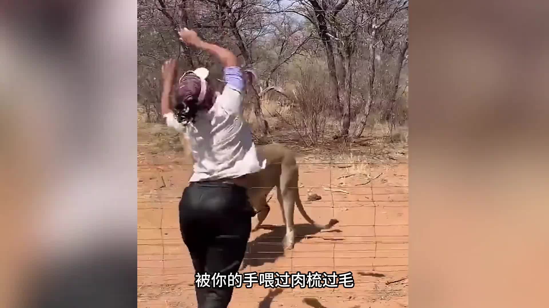 狮子为什么会亲近人 你经常看到狮子主动靠近摄影师，甚至蹭着人撒娇——不是因为它善良，不是因为它被驯化，也不是因为它吃饱了，而是因为它把你当成了自己人。