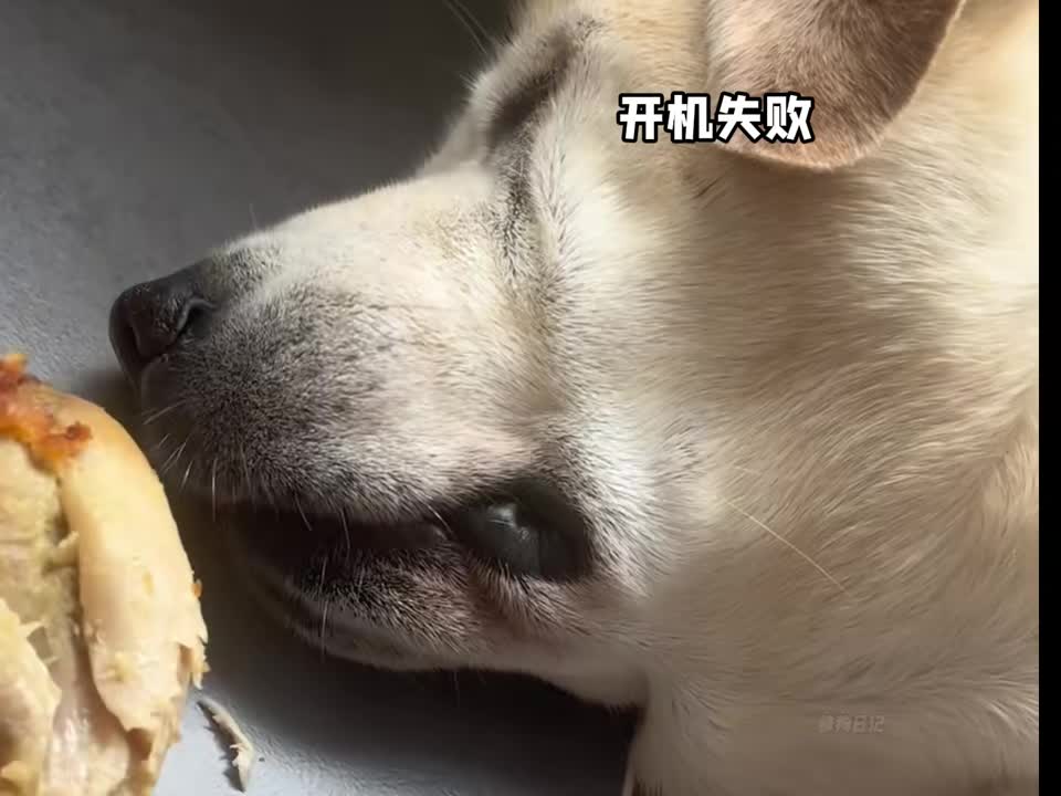 狗子睡觉闻到食物的反应