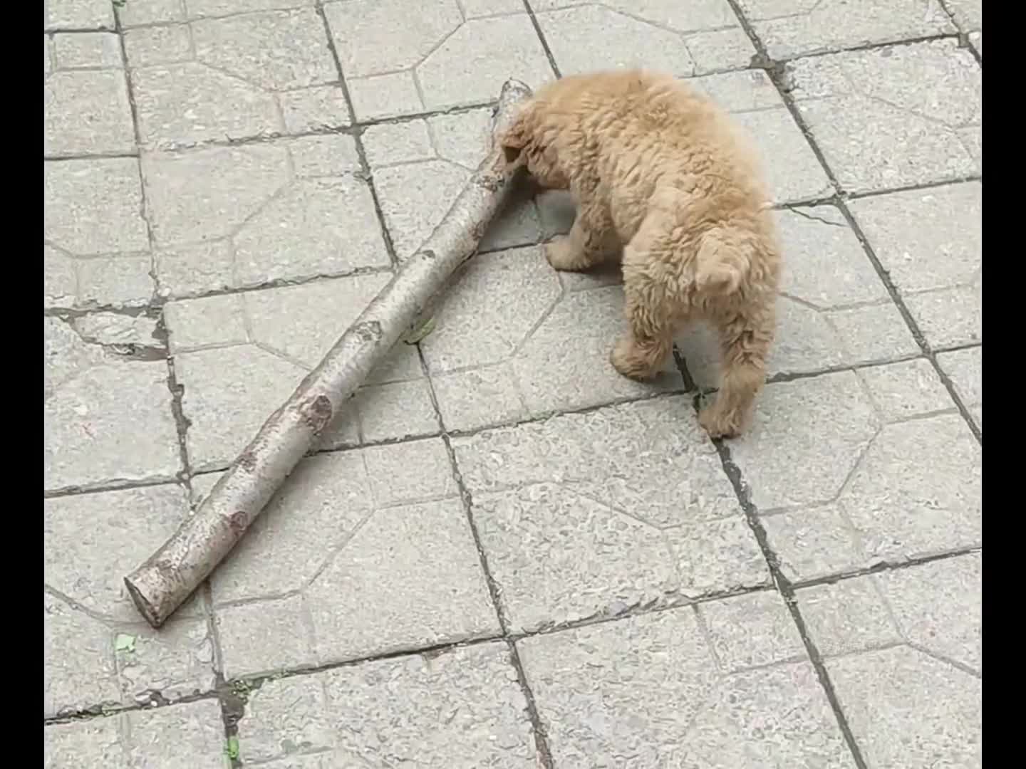 真是太欺负狗了