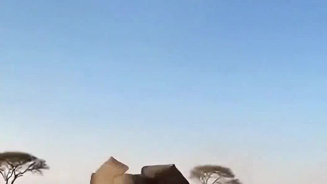 狮子直接起飞