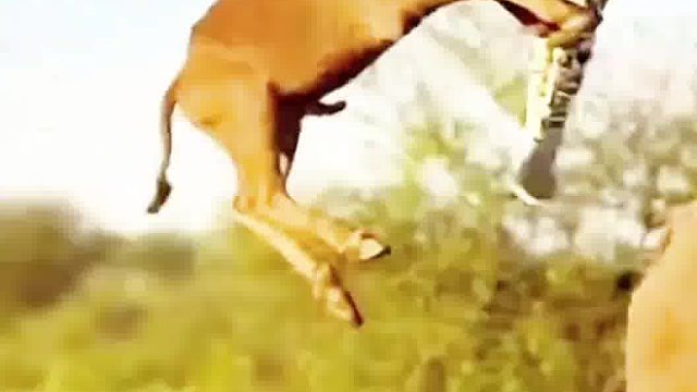 野牛护幼崽