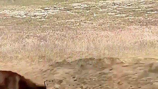 鬣狗这是骑上马了