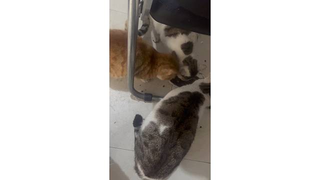 拉碗