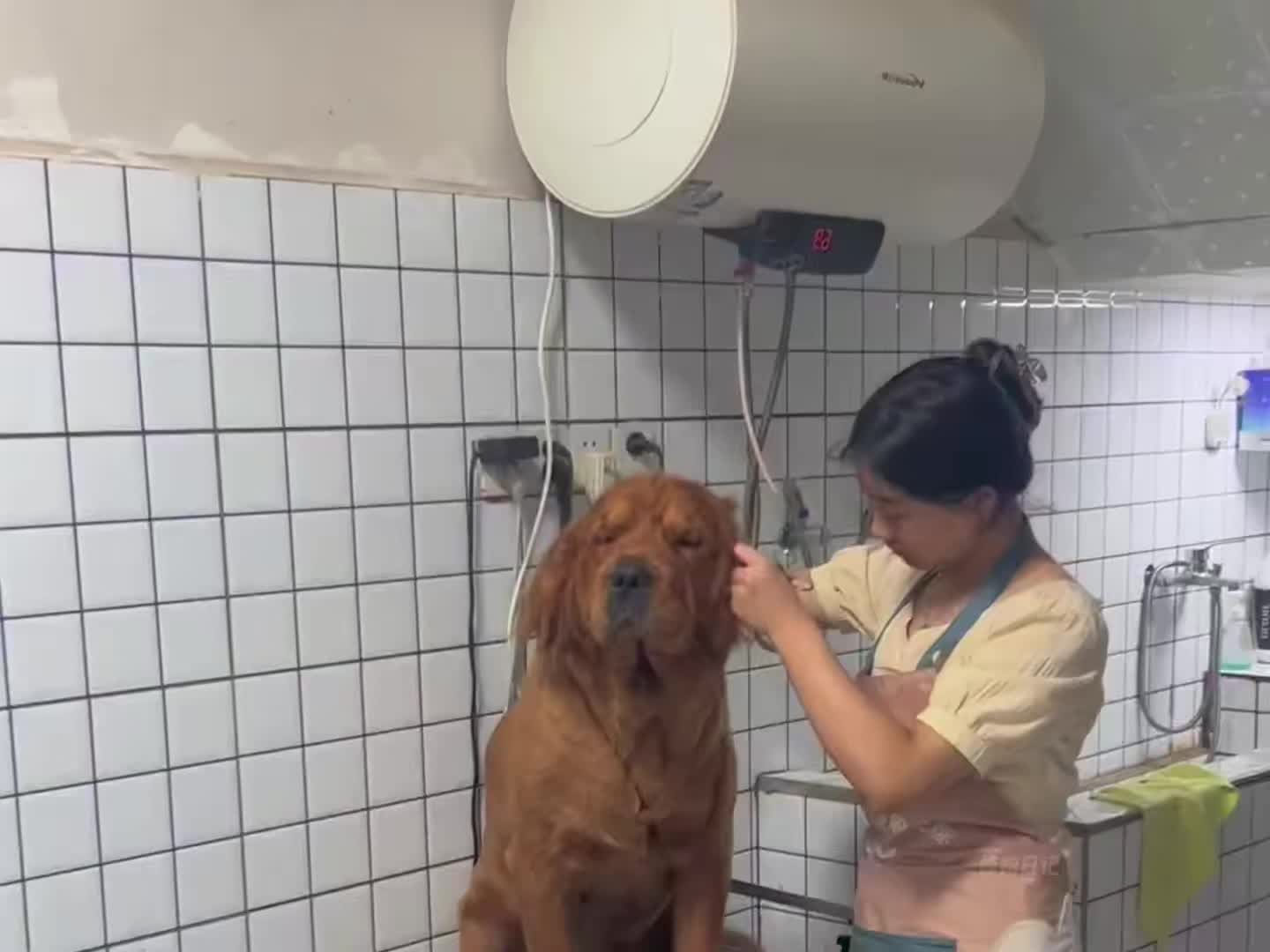 狗子：生活就是如此惬意~