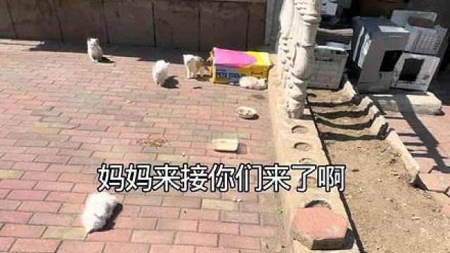 开春了开始大批量扔猫崽子了