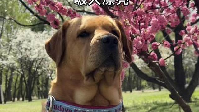 我说的不给啵啵洗澡，但是姐姐又没说