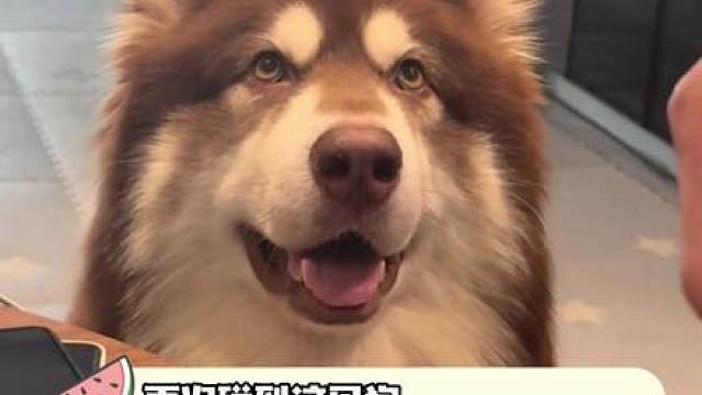 真想让宠物沟通师沟通一下这只阿拉斯加