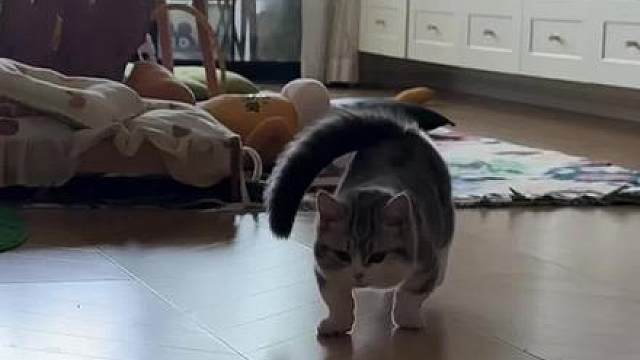 当我猫腿睡麻了还来门口迎接我时…