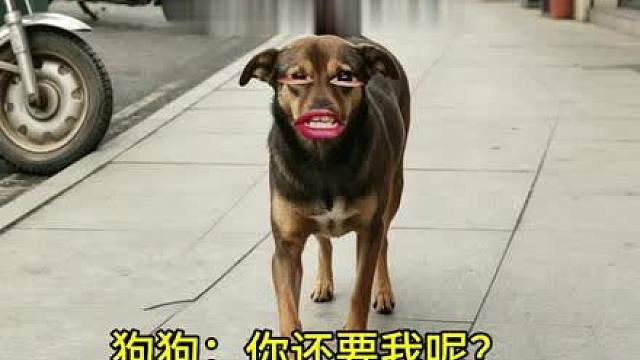 狗狗：你还要我呢？