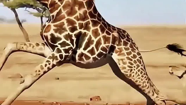 会功夫的长颈鹿