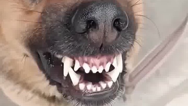 狗狗被诱惑