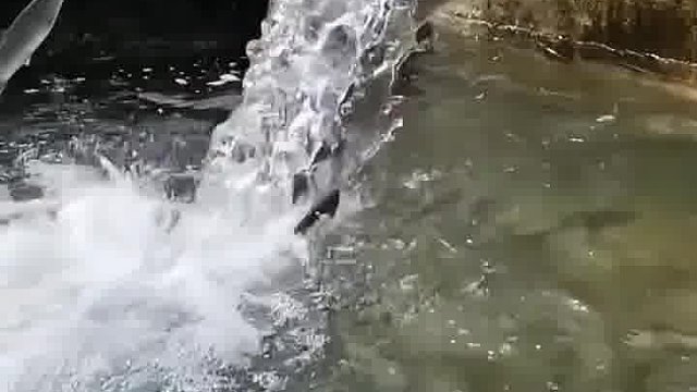 鲤鱼跳龙门
