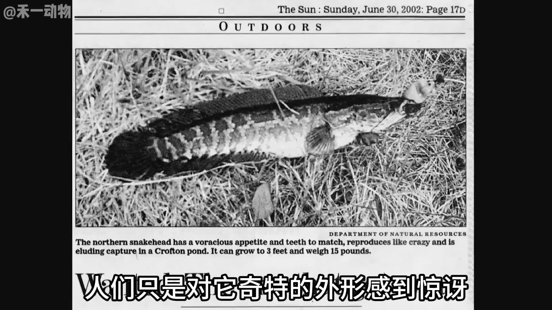亚洲鲤鱼在美国泛滥也就罢了，为什么黑鱼也能泛滥？